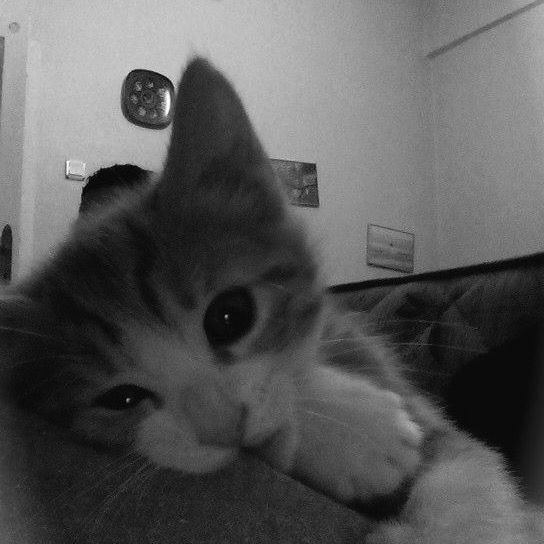 Gato Triste: Fotos de Perfil que Transmitem Emoção