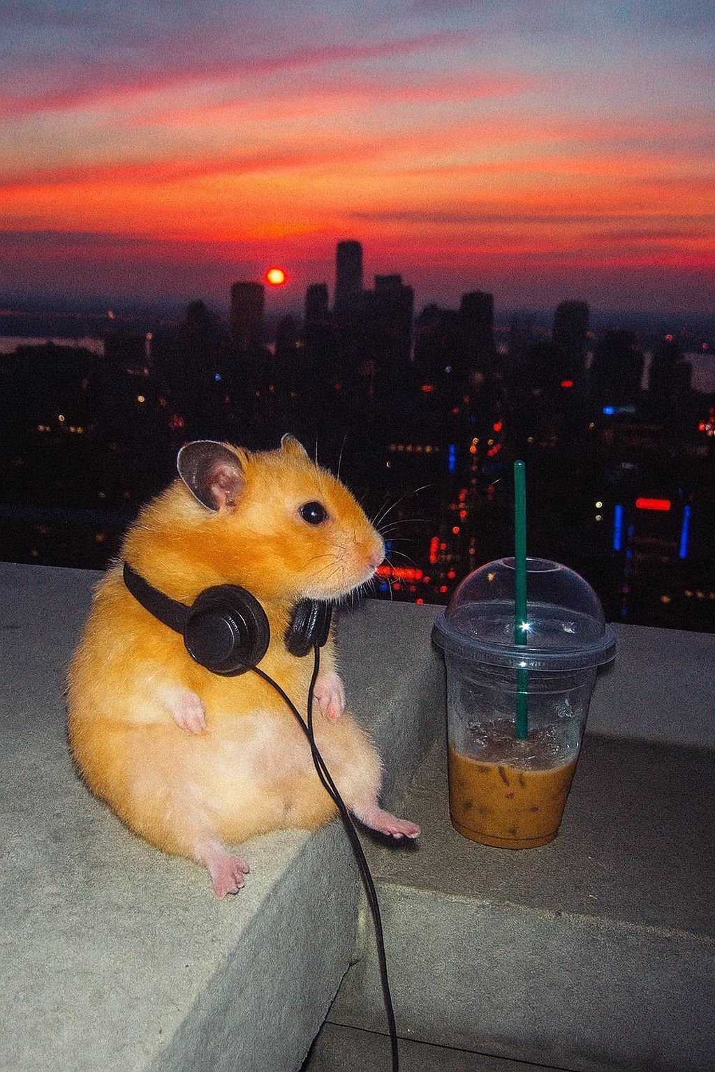 Hamster Fofo com Fones para Foto de Perfil