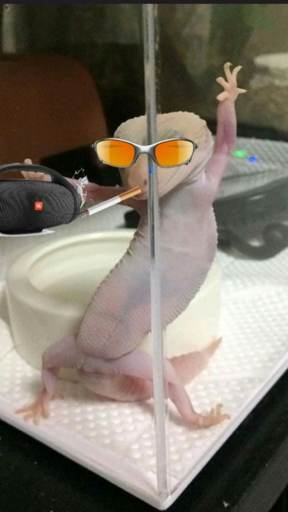 Lagarto Fofinho com Óculos para Perfil do Whatsapp