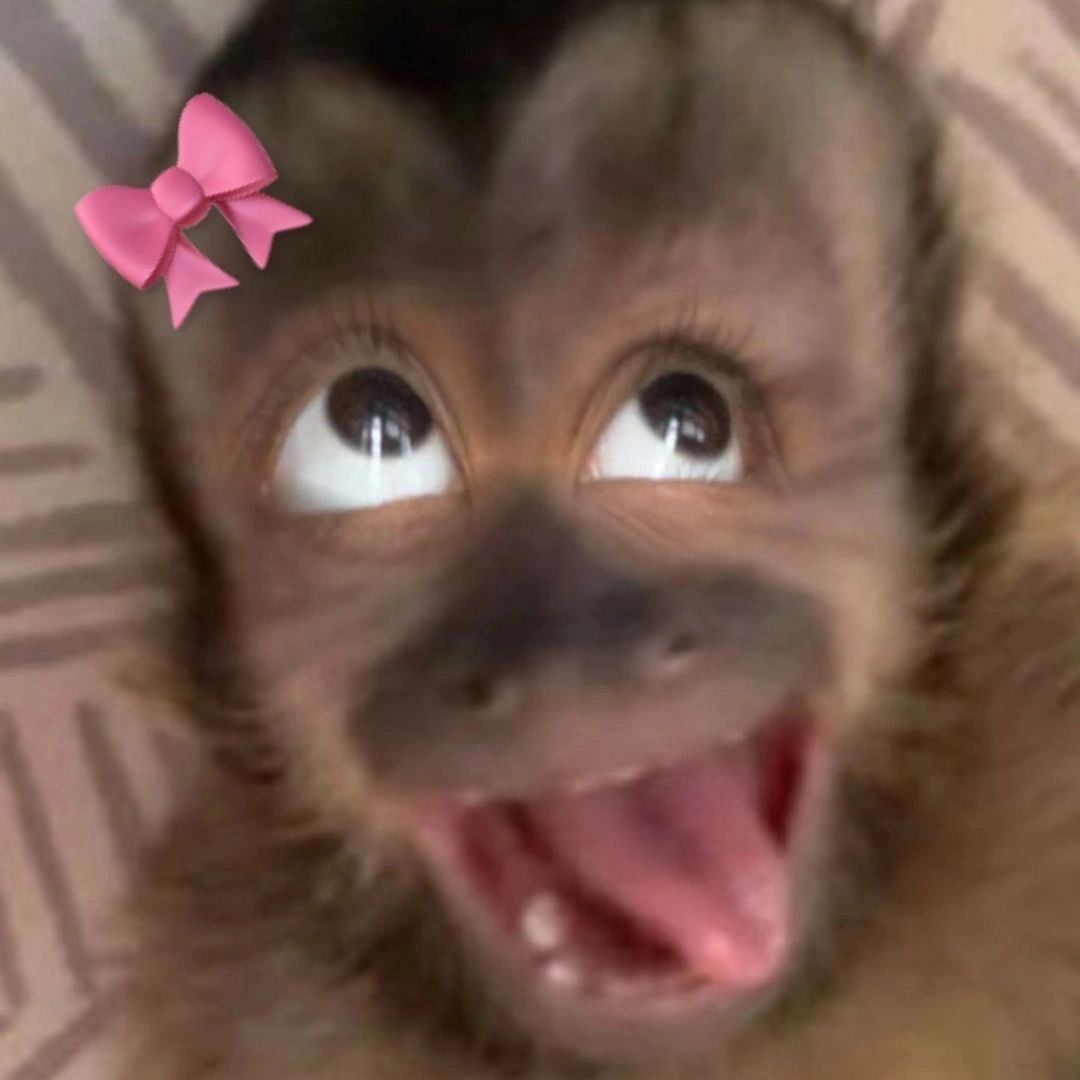 Macaco Engraçado para Foto de Perfil