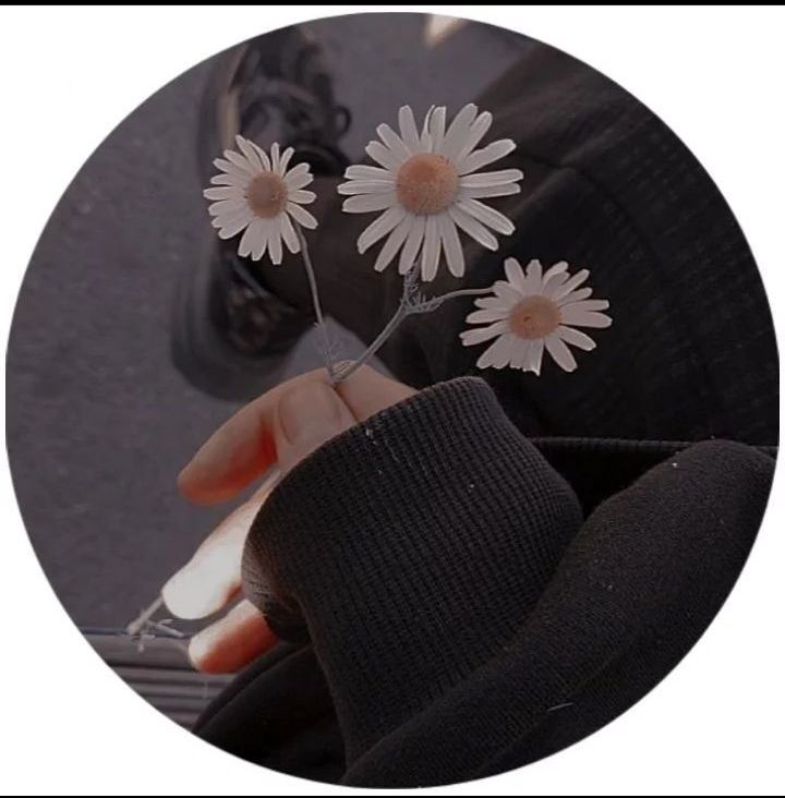 Margaridas para Perfil do Whatsapp Feminino Fofas