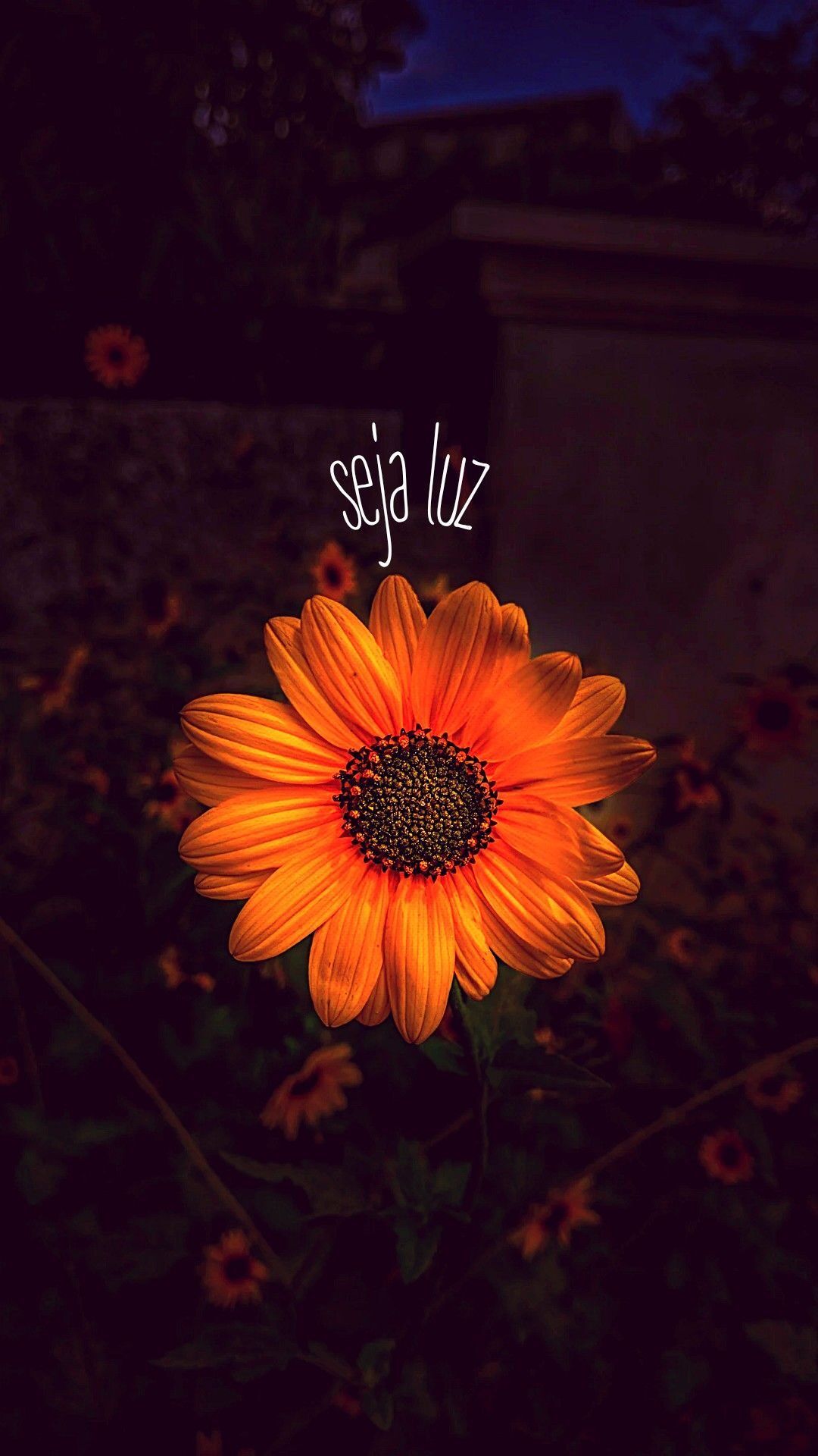 Papel de Parede Celular Flores Laranja e Luz