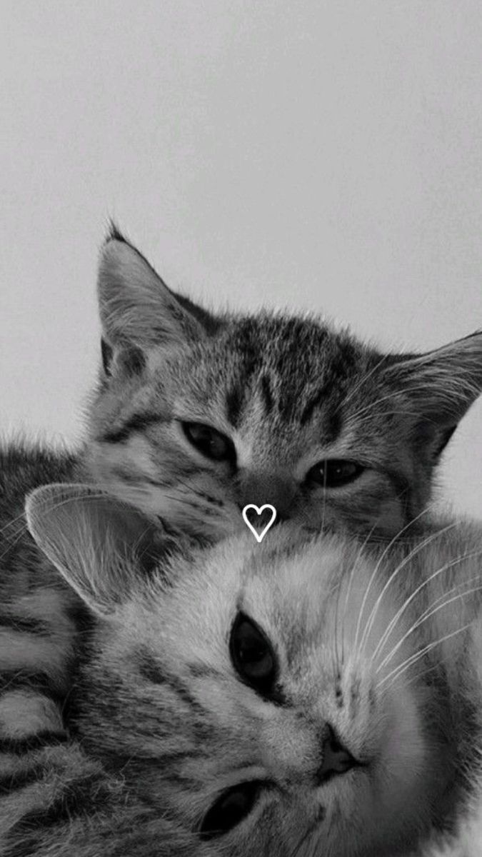 Papel de Parede para Celular Gatinhos Aconchegantes