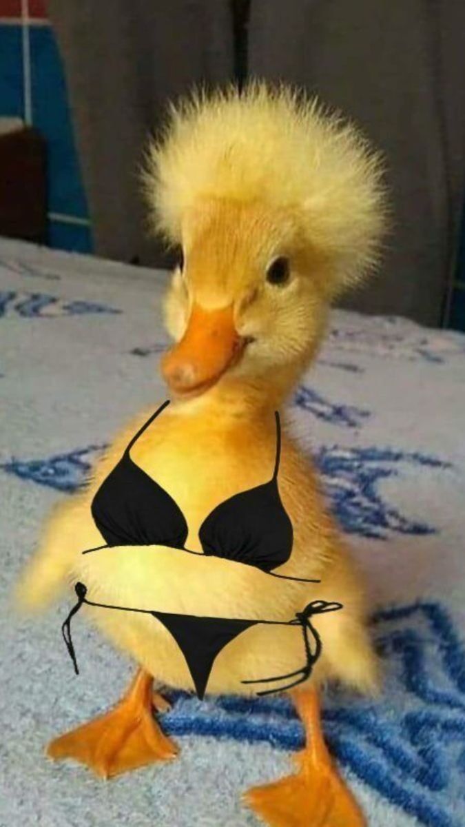 Patinho Engraçado com Biquíni para Perfil