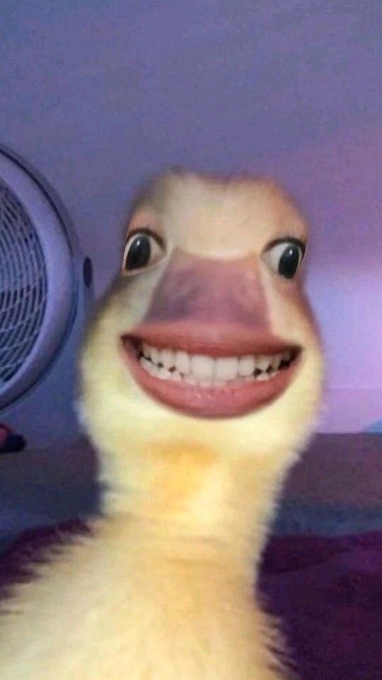 Pato Engraçado com Sorriso para Perfil