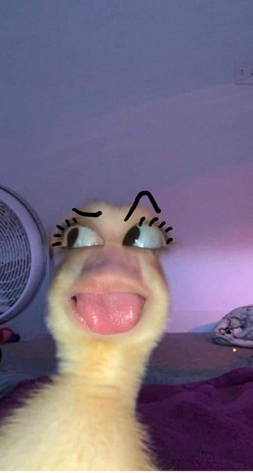 Pato Engraçado para Foto de Perfil