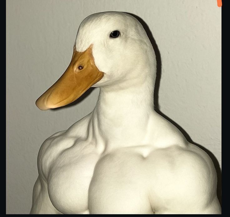 Pato Musculoso: Foto Engraçada para Perfil