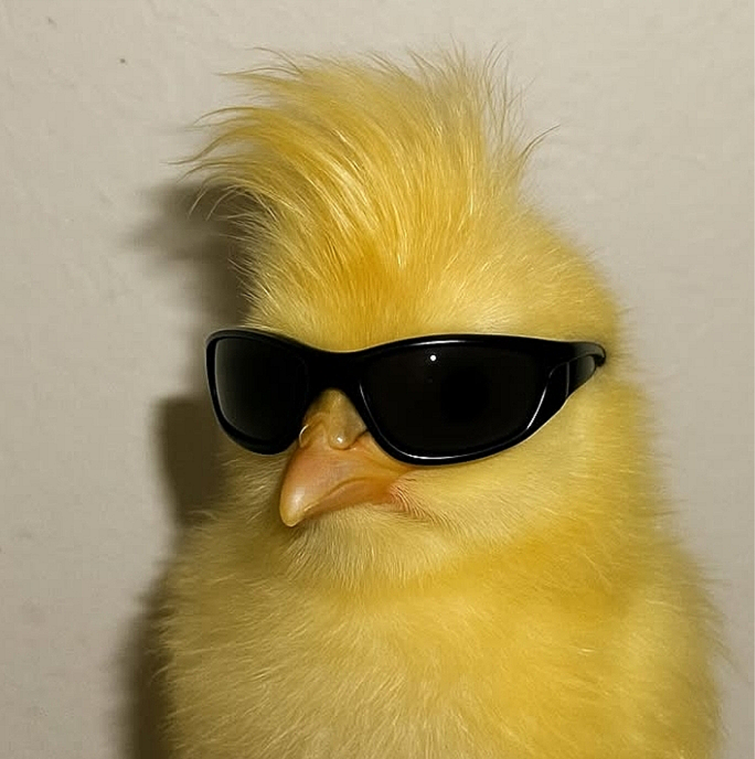 Pintinho Amarelo Divertido para Perfil