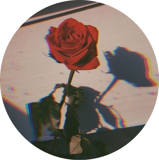 Rosa Vermelha para Foto de Perfil Instagram