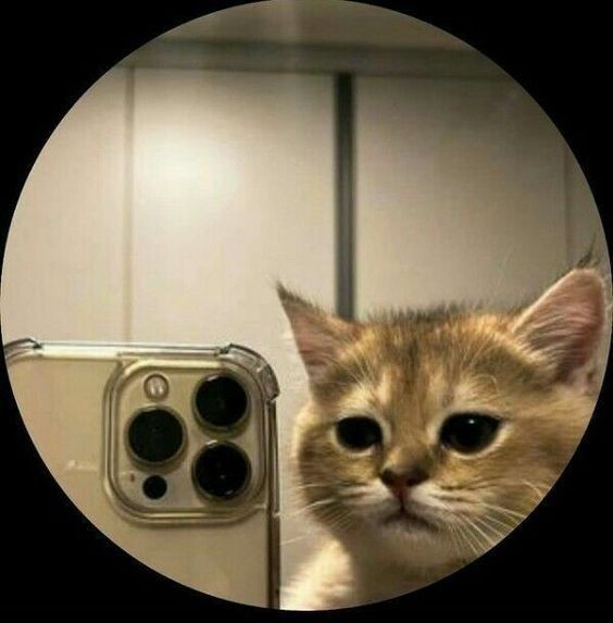 Selfie de Gato: Foto para Perfil do Whatsapp