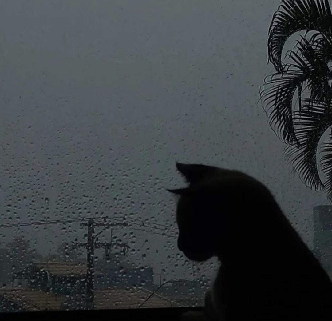 Silhueta de gato triste na janela chuvosa